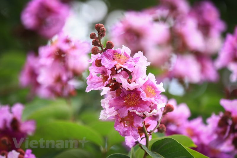 Giant crape-myrtle flowers marks summer arrival in Hanoi -6