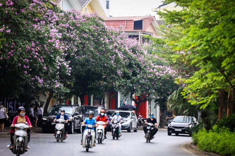 Giant crape-myrtle flowers marks summer arrival in Hanoi -7