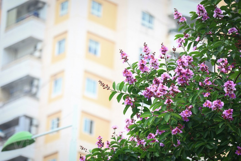 Giant crape-myrtle flowers marks summer arrival in Hanoi -8