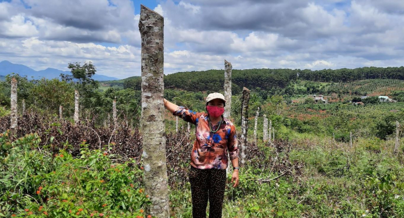 Cán bộ xã bị tố cưa trộm hơn 500 cây cao su -0