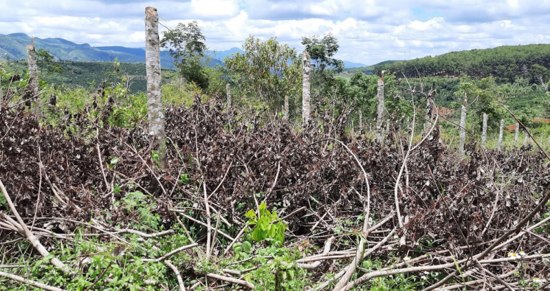 Cán bộ xã bị tố cưa trộm hơn 500 cây cao su -1