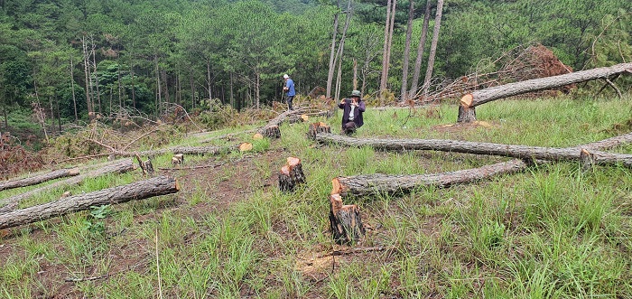 Táo tợn cưa hạ 400 cây thông ở Đà Lạt -0