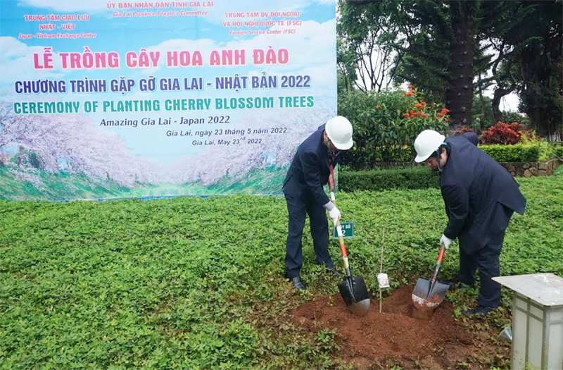 Tiếp nhận, trồng Hoa anh đào Nhật Bản tại trung tâm TP Pleiku -0