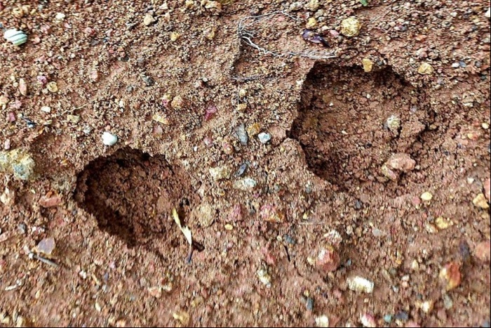 Không có căn cứ xác định hổ xuất hiện ở Lâm Đồng -0