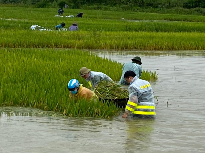 Giúp dân gặt lúa sau đợt mưa lớn kéo dài -0