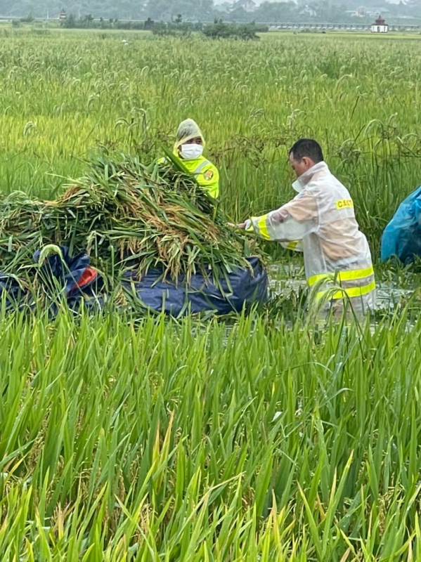 Giúp dân gặt lúa sau đợt mưa lớn kéo dài -0