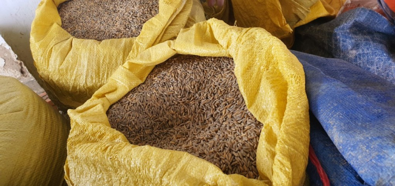 Đà Nẵng:  Xử phạt chủ bãi tập kết than để nước thải than chảy ra môi trường “nhuộm đen” ruộng lúa -1