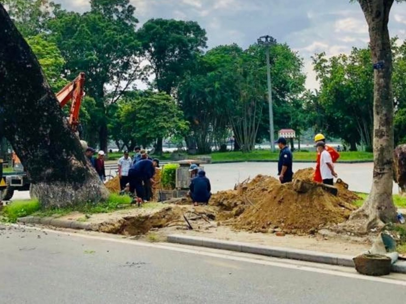 Vì sao Thừa Thiên-Huế di dời cây xà cừ cổ thụ 150 tuổi giữa… mùa hè? -0