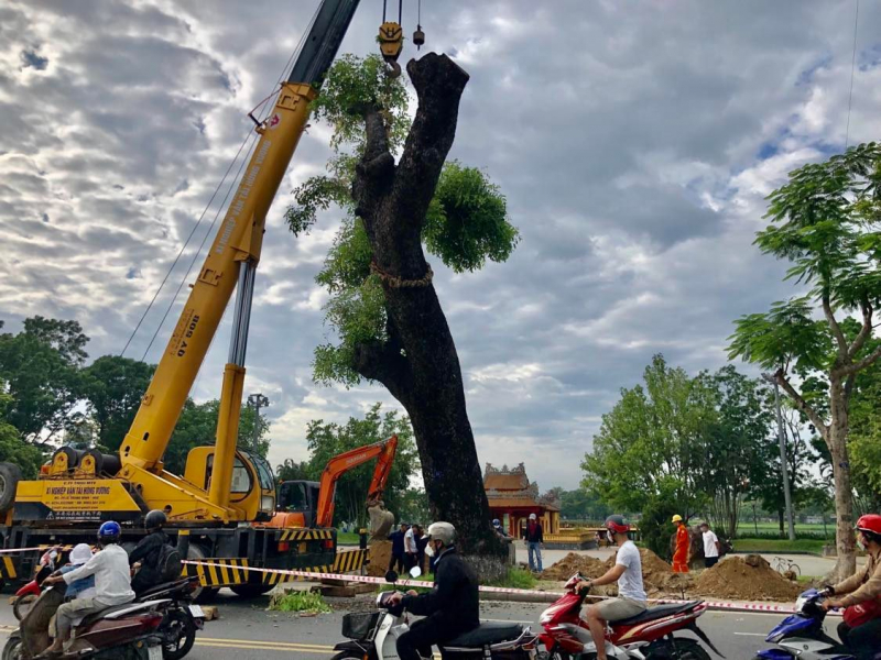 Vì sao Thừa Thiên-Huế di dời cây xà cừ cổ thụ 150 tuổi giữa… mùa hè? -0