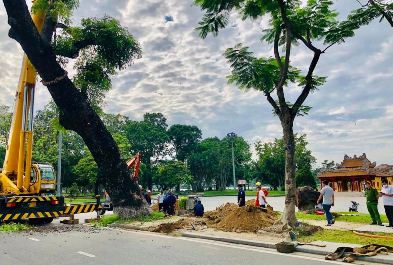 Vì sao Thừa Thiên-Huế di dời cây xà cừ cổ thụ 150 tuổi giữa… mùa hè? -0