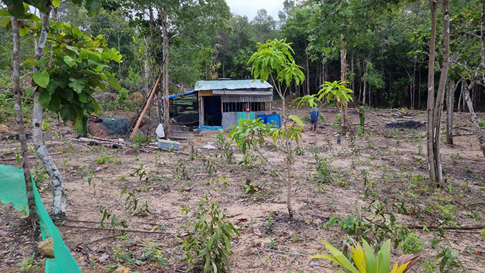 Khởi tố, bắt giam nhiều đối tượng phá rừng bao chiếm đất ở Phú Quốc -0