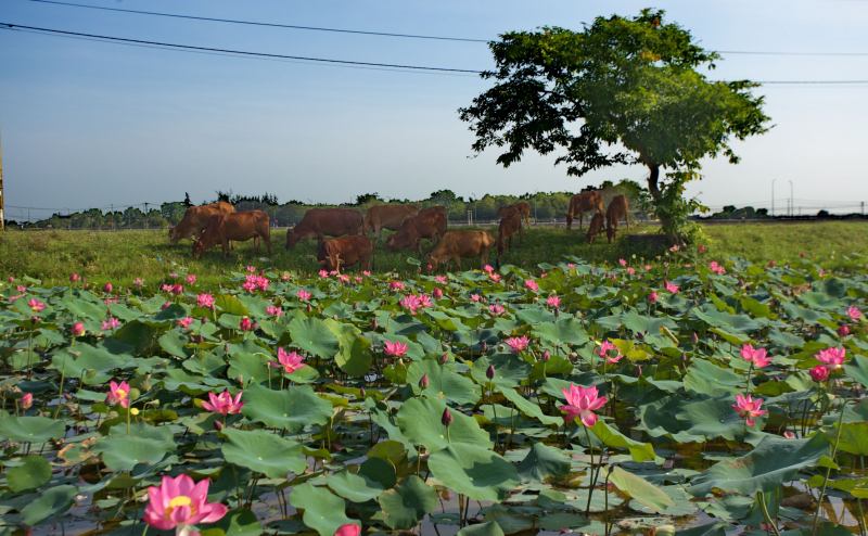 Nhộn nhịp mùa thu hoạch sen xứ Huế -1
