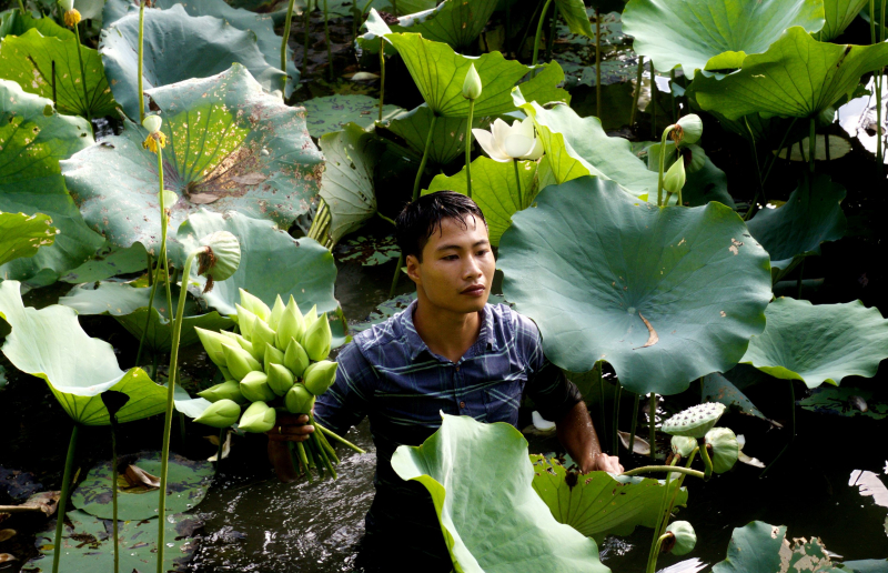 Nhộn nhịp mùa thu hoạch sen xứ Huế -0