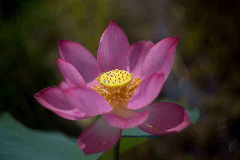 Nhộn nhịp mùa thu hoạch sen xứ Huế -1