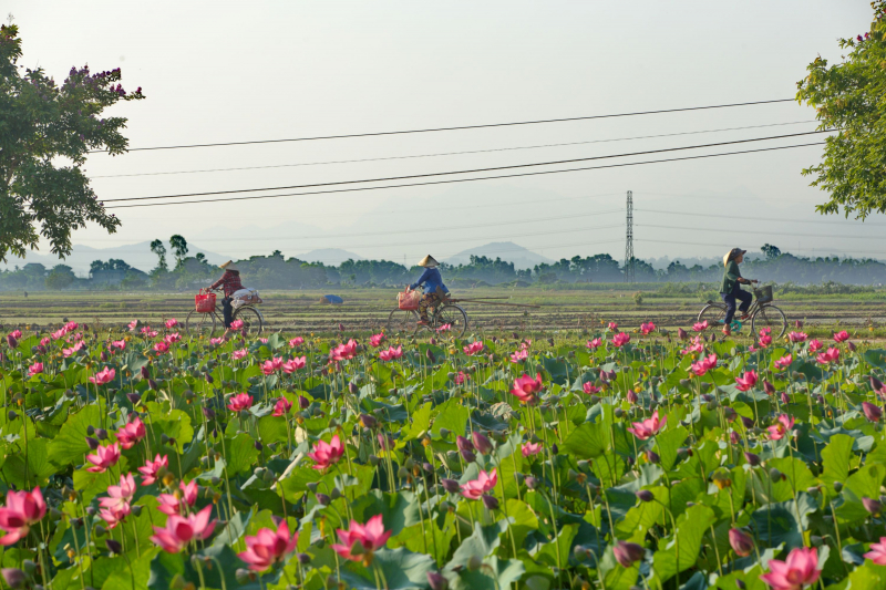 Nhộn nhịp mùa thu hoạch sen xứ Huế -1