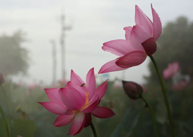 Nhộn nhịp mùa thu hoạch sen xứ Huế -0