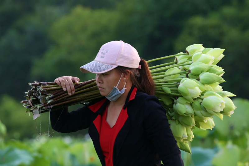 Nhộn nhịp mùa thu hoạch sen xứ Huế -0