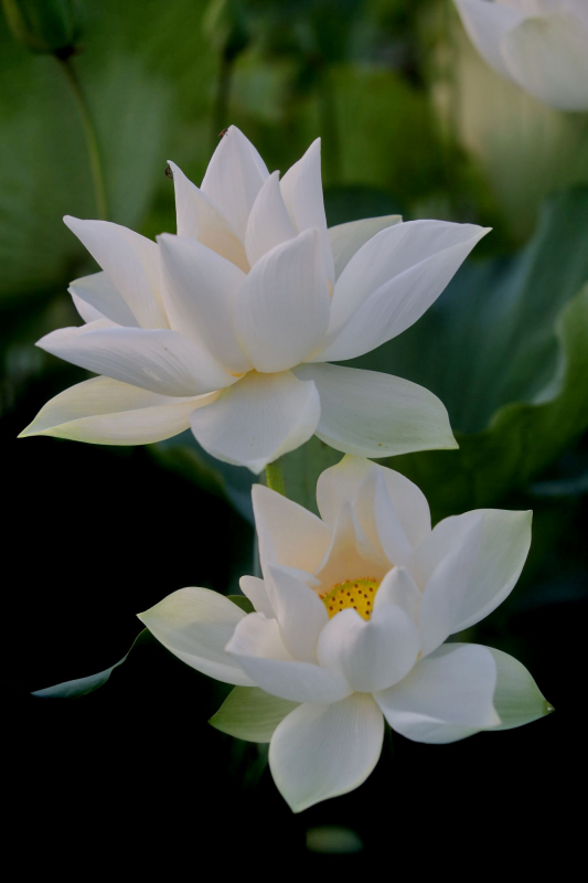 Nhộn nhịp mùa thu hoạch sen xứ Huế -1