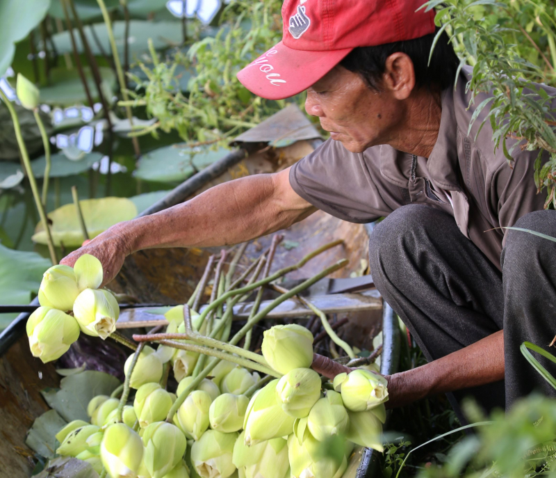 Nhộn nhịp mùa thu hoạch sen xứ Huế -0