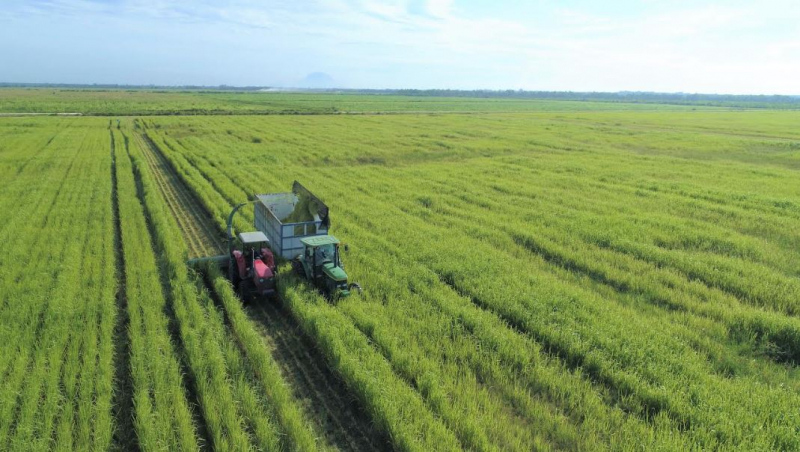 Vinamilk Green Farm – mô hình trang trại bò sữa phát triển bền vững -0