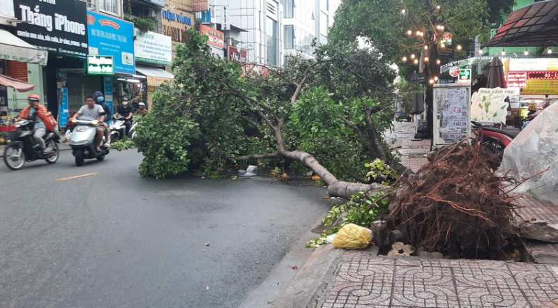 cay-do-trong-giong-loc-8259.jpg -0