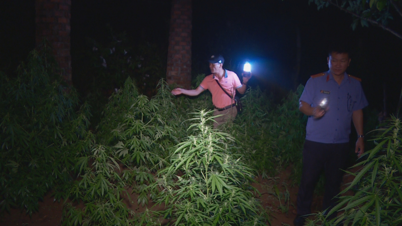 Trồng cần sa bán với giá 3 triệu đồng -0