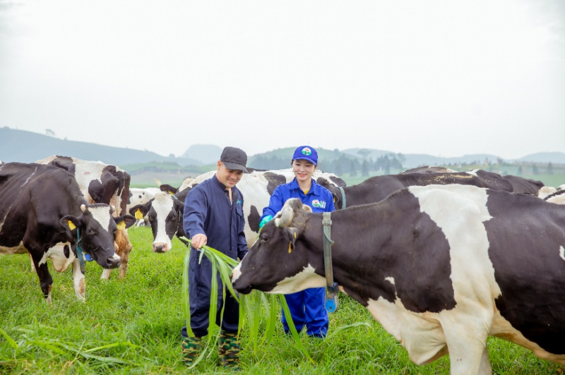 15 năm xây dựng hệ thống trang trại của triệu phú sữa tươi Việt Nam