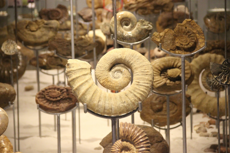 Lần đầu tiên tổ chức triển lãm Hóa thạch tại Festival Huế -1