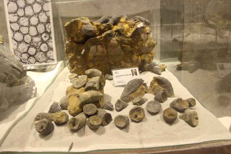 Lần đầu tiên tổ chức triển lãm Hóa thạch tại Festival Huế -0