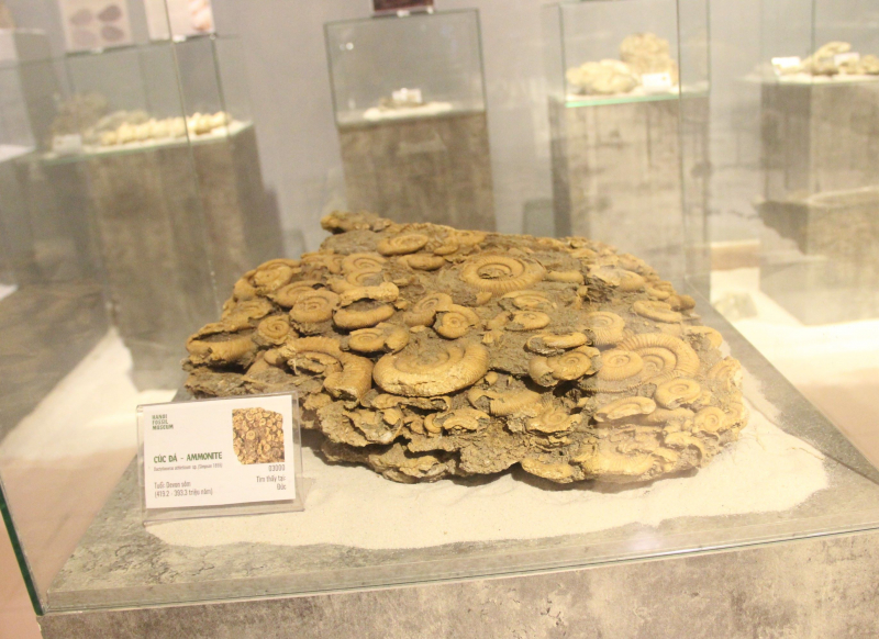 Lần đầu tiên tổ chức triển lãm Hóa thạch tại Festival Huế -0