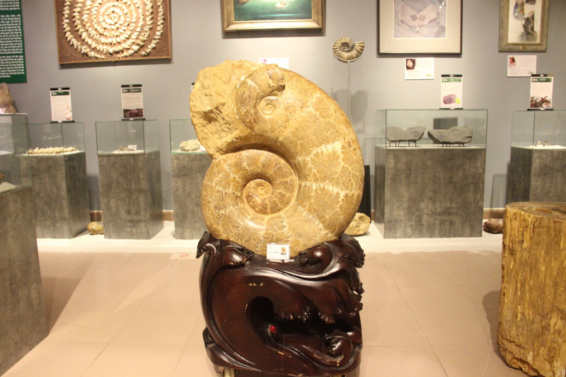 Lần đầu tiên tổ chức triển lãm Hóa thạch tại Festival Huế -1