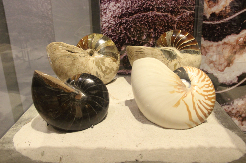 Lần đầu tiên tổ chức triển lãm Hóa thạch tại Festival Huế -2