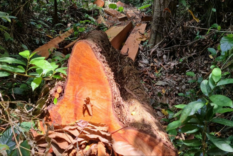 Xử lý vụ phá rừng nghiêm trọng ở Trường Sơn -0