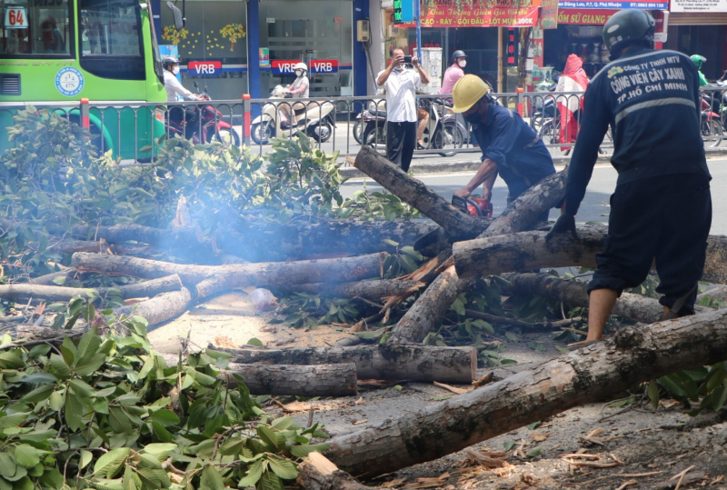 Ba người thoát nạn khi nhánh cây dài 10m bất ngờ tét nhánh rơi xuống -0