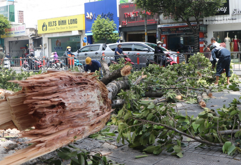 Ba người thoát nạn khi nhánh cây dài 10m bất ngờ tét nhánh rơi xuống -1