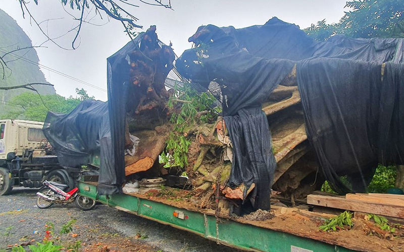 Bắt xe chở cây “siêu khủng” trên rừng Trường Sơn về xuôi  -0
