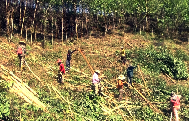 Người trồng rừng ồ ạt bán keo non -0