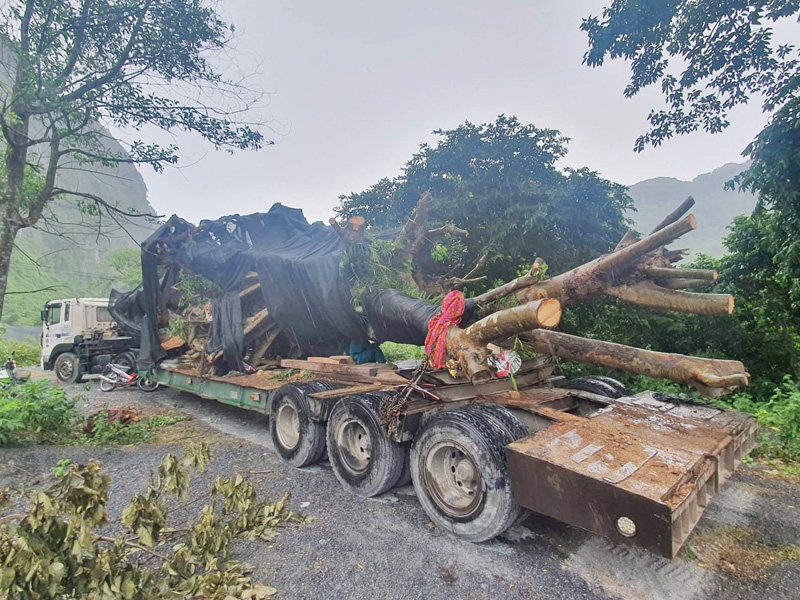 Vụ khai thác, vận chuyển 2 “cây khủng” bị phạt 750 ngàn đồng  -0