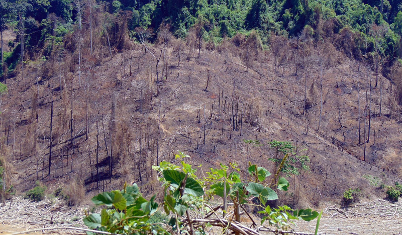 Khởi tố 3 đối tượng liên quan vụ đốt rừng để trồng rừng tại Quảng Nam -0