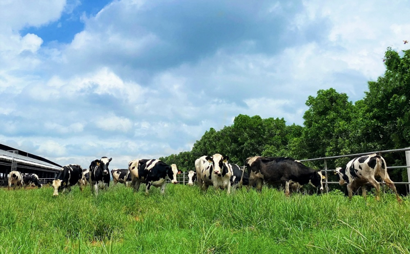 Vinamilk tiếp nhận thành công hơn 1.500 con bò sữa nhập từ Mỹ về trang trại Green farm -0