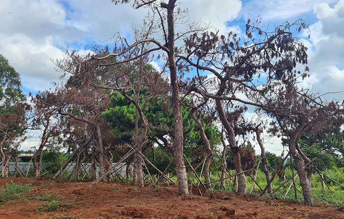 Chấm dứt việc di thực cây thông tại khu phức hợp Đăk Đoa -0