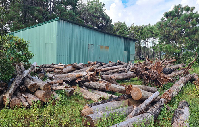 Chấm dứt việc di thực cây thông tại khu phức hợp Đăk Đoa -0