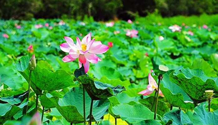 Chủ đầu tư lên tiếng về ồn ào quanh dự án Sân đua bò tại Rừng tràm Trà Sư -0