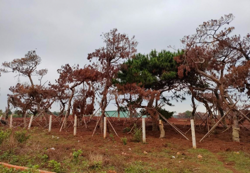 Gia Lai thu hồi chủ trương nghiên cứu, khảo sát, lập quy hoạch 4 dự án của FLC -0