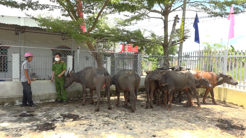 Đang đi trộm đàn trâu thì gặp Công an -0