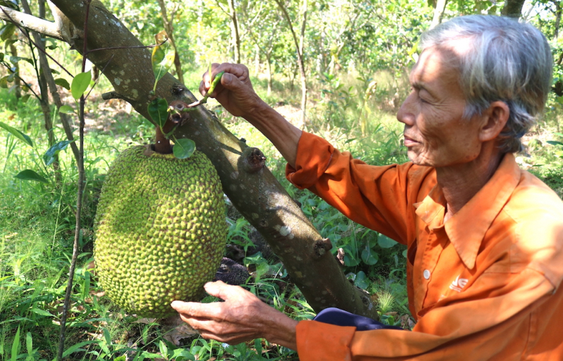 nong san dbscl.jpg -0