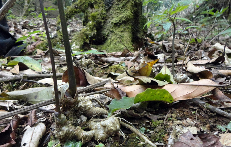 Thủ phủ sâm Ngọc Linh Nam Trà My phát triển vùng nguyên liệu sâm trên 1.500ha -0