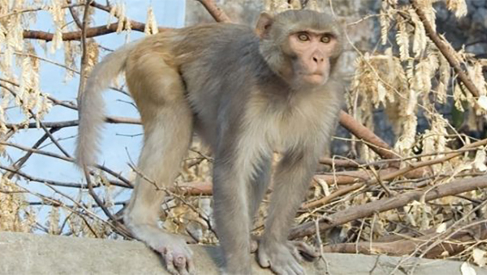 Một người dân bị khỉ vàng cắn phải nhập viện -0