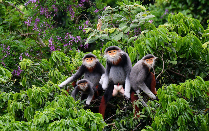 Bán đảo Sơn Trà -Đà Nẵng sẽ phủ rợp đường hoa thàn mát tím -0