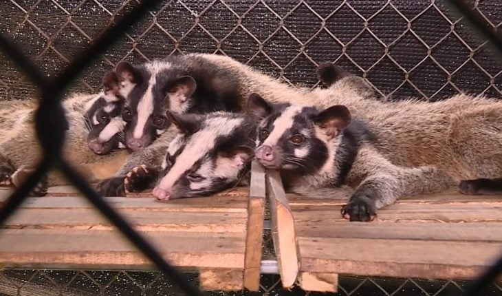 Chuyển vụ chở 30 cá thể cầy hương cho CQĐT thụ lý -0